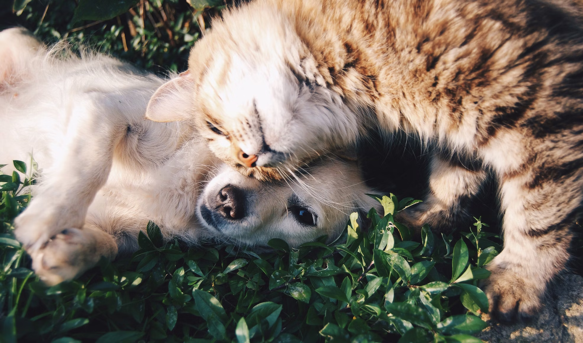Happy pet